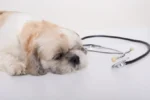Tips Mengatasi Cacingan pada Anjing