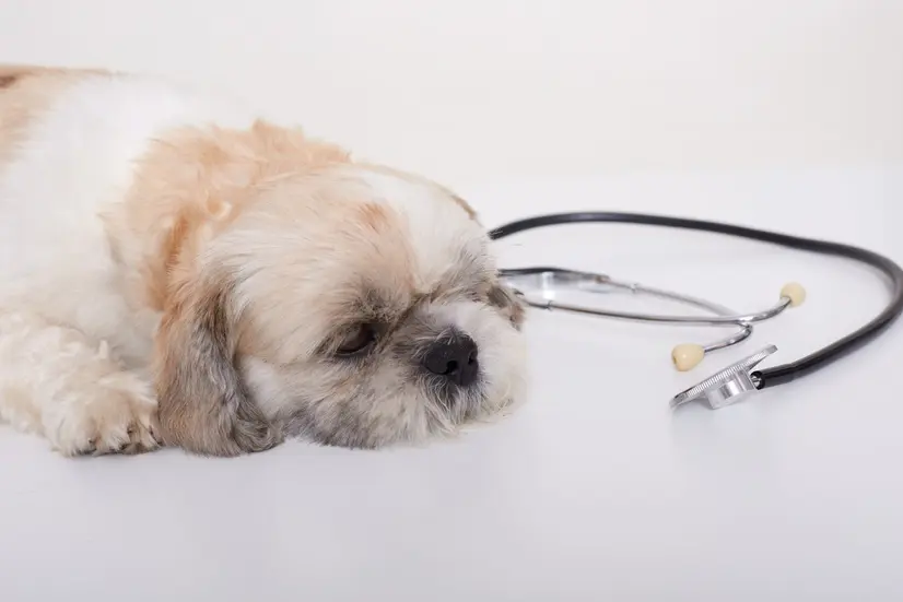 Tips Mengatasi Cacingan pada Anjing