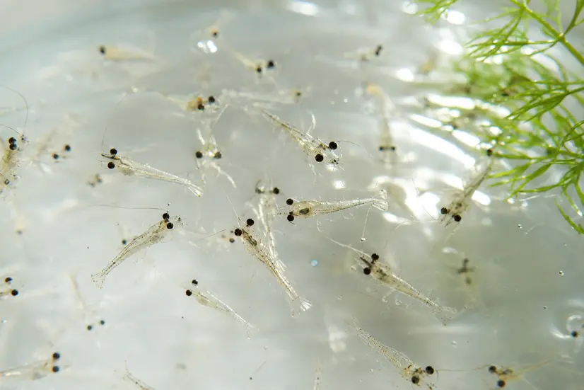 Hitung Benur Tanpa Kesalahan: Metode Sampling agar Jumlah Tebar Akurat